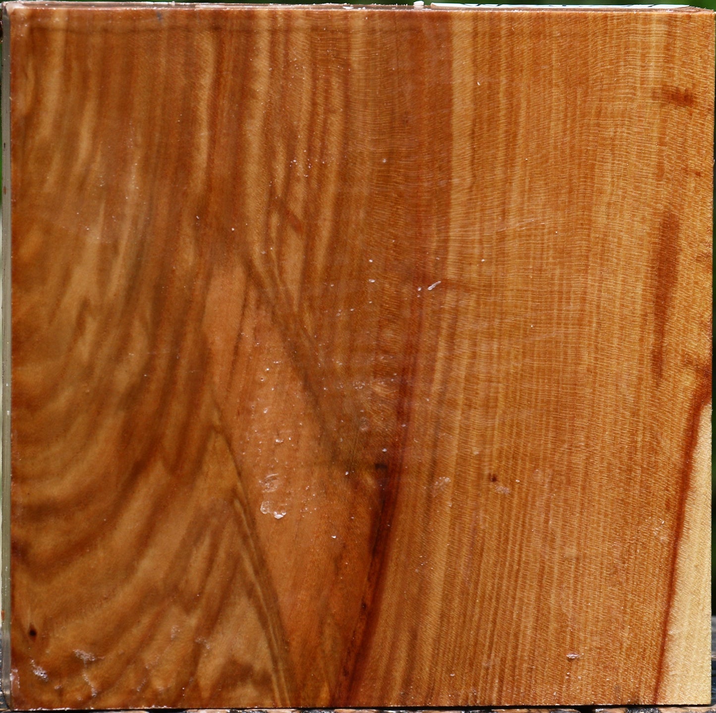 Chinese Elm Bowl Blank