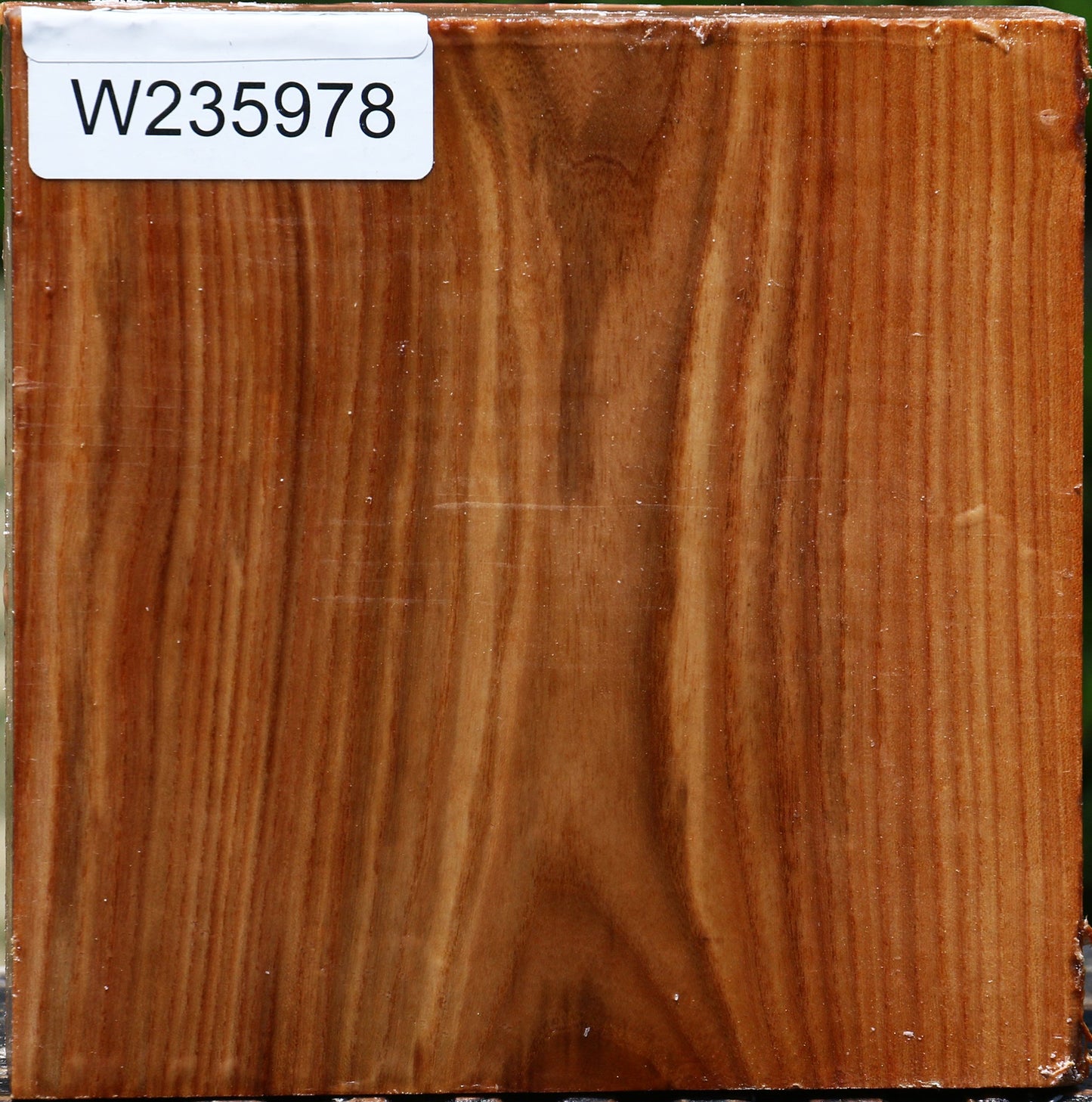 Chinese Elm Bowl Blank