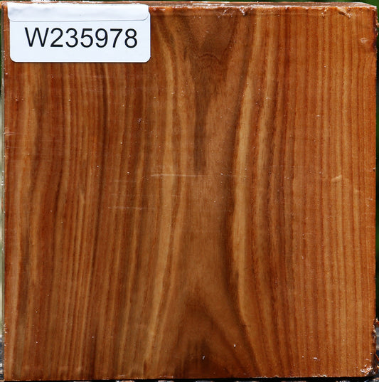 Chinese Elm Bowl Blank