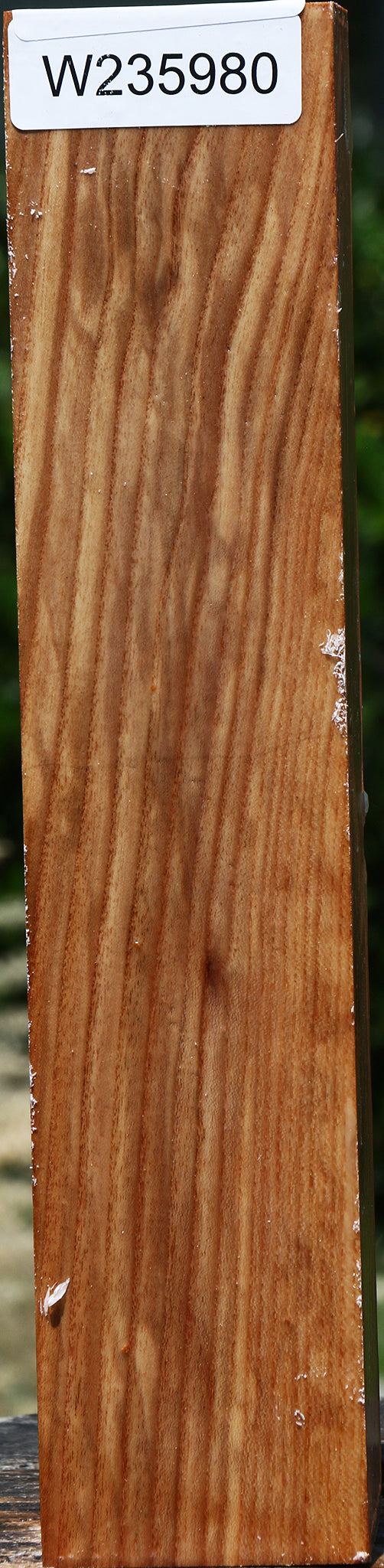 Chinese Elm Peppermill