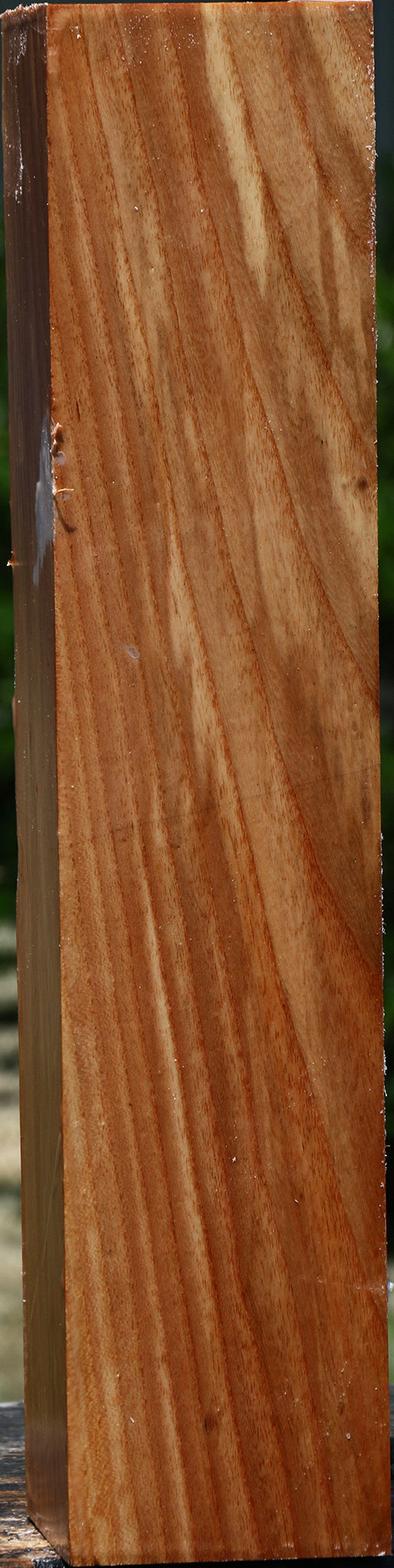 Chinese Elm Peppermill