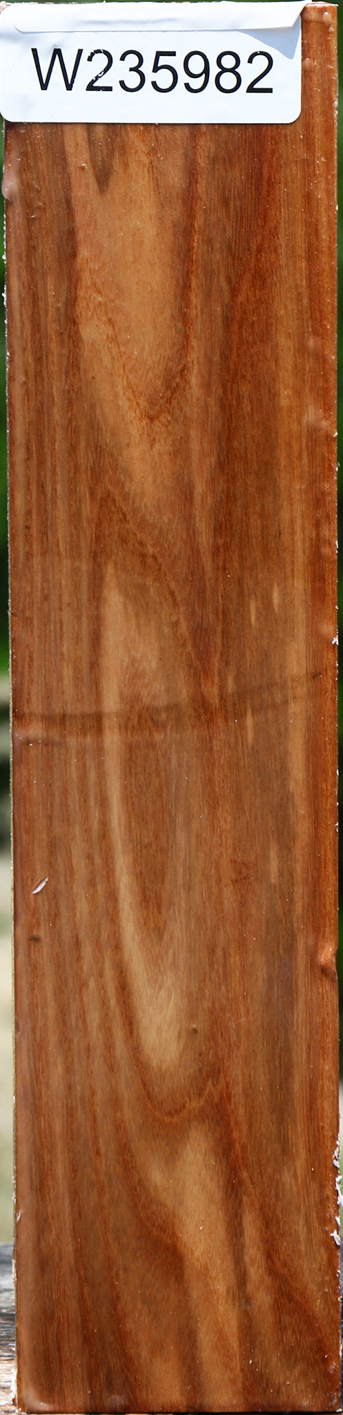 Chinese Elm Peppermill