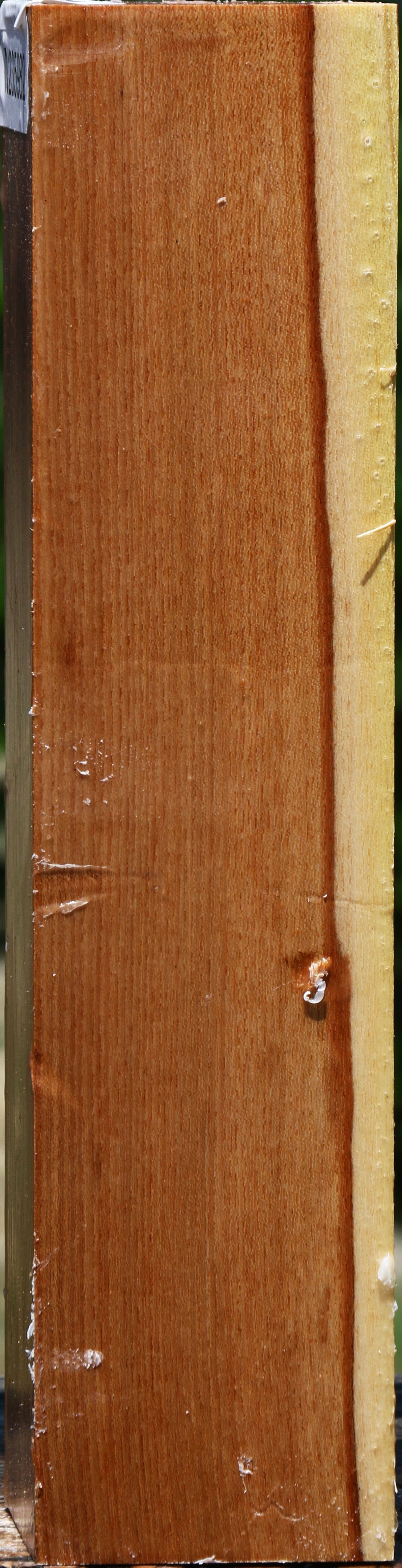 Chinese Elm Peppermill