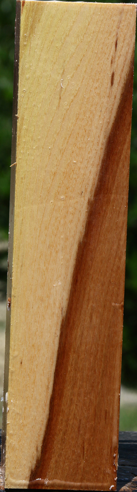 Chinese Elm Peppermill