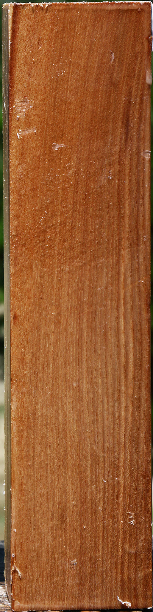 Chinese Elm Peppermill