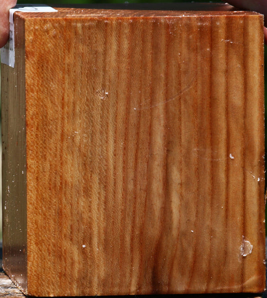 Chinese Elm Bowl Blank