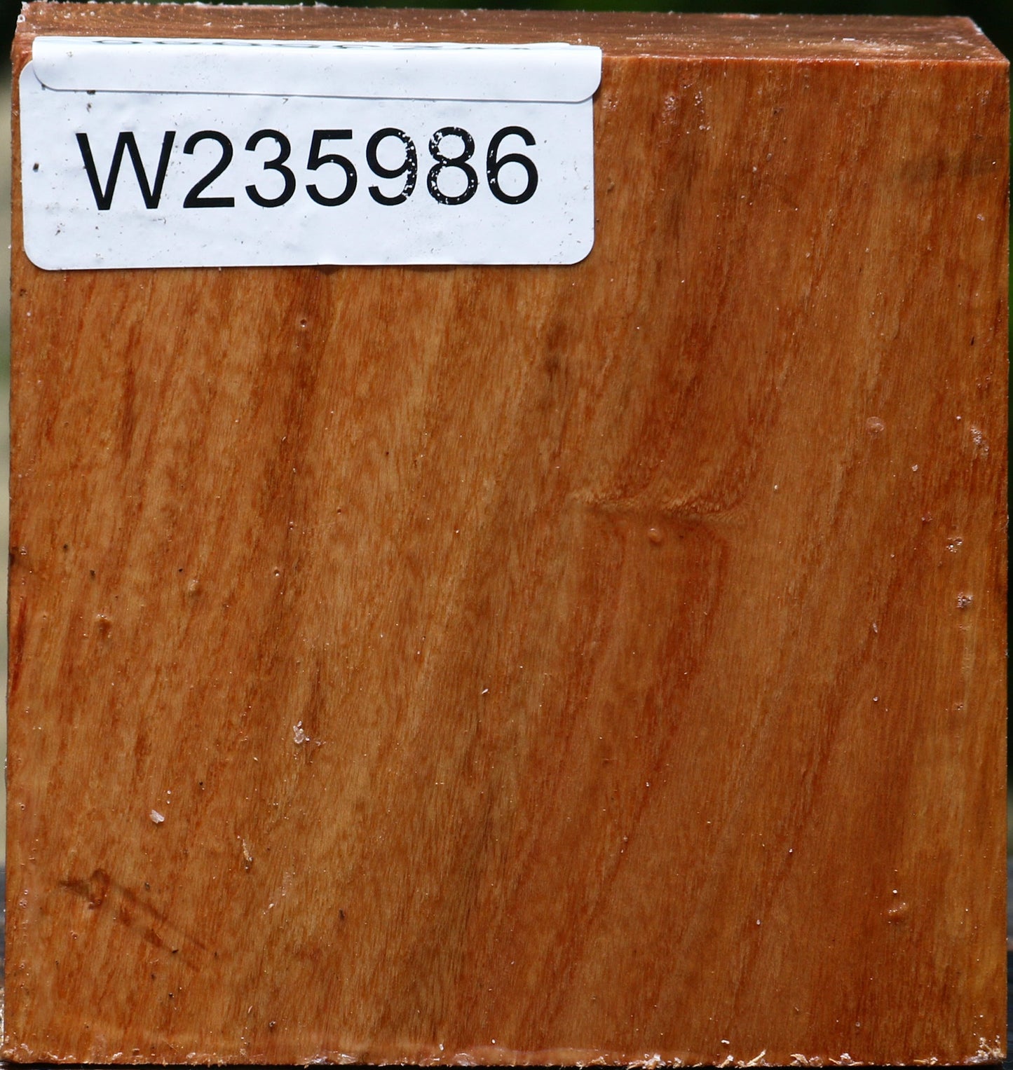 Chinese Elm Bowl Blank