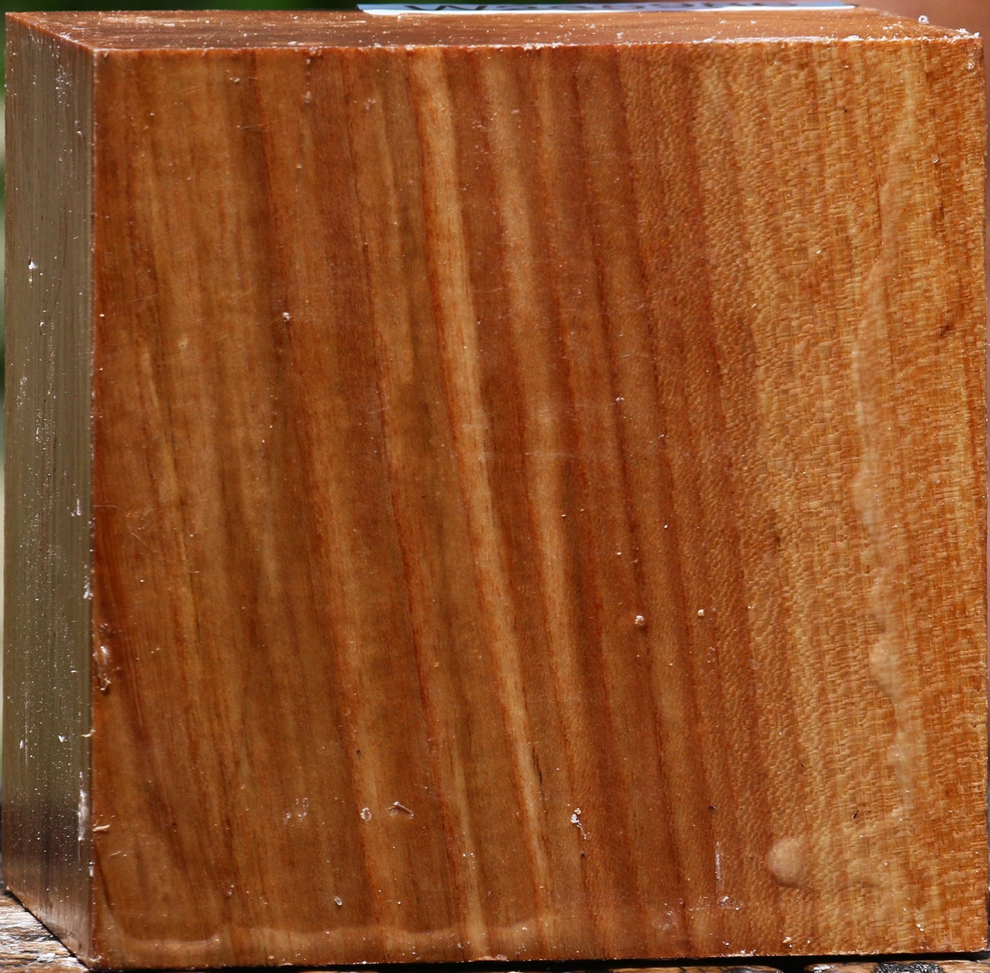 Chinese Elm Bowl Blank