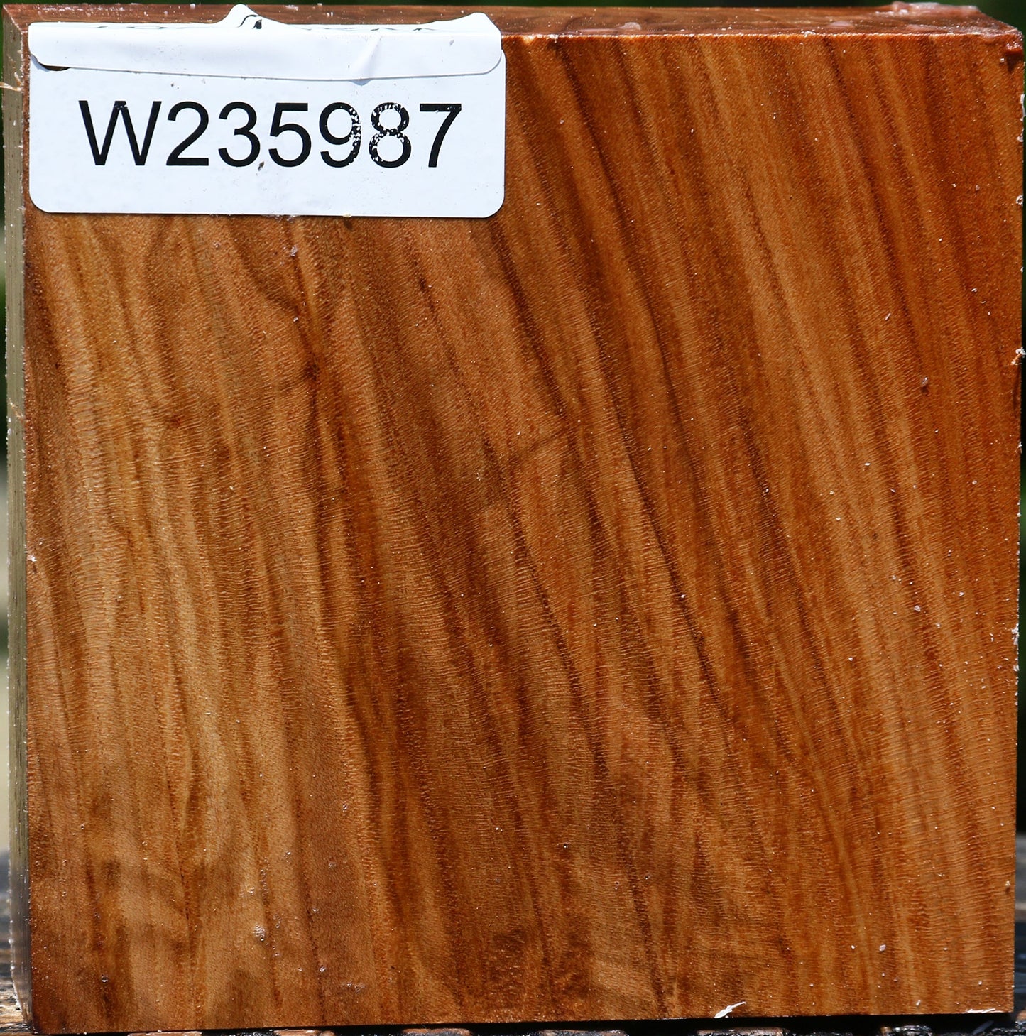 Figured Chinese Elm Bowl Blank