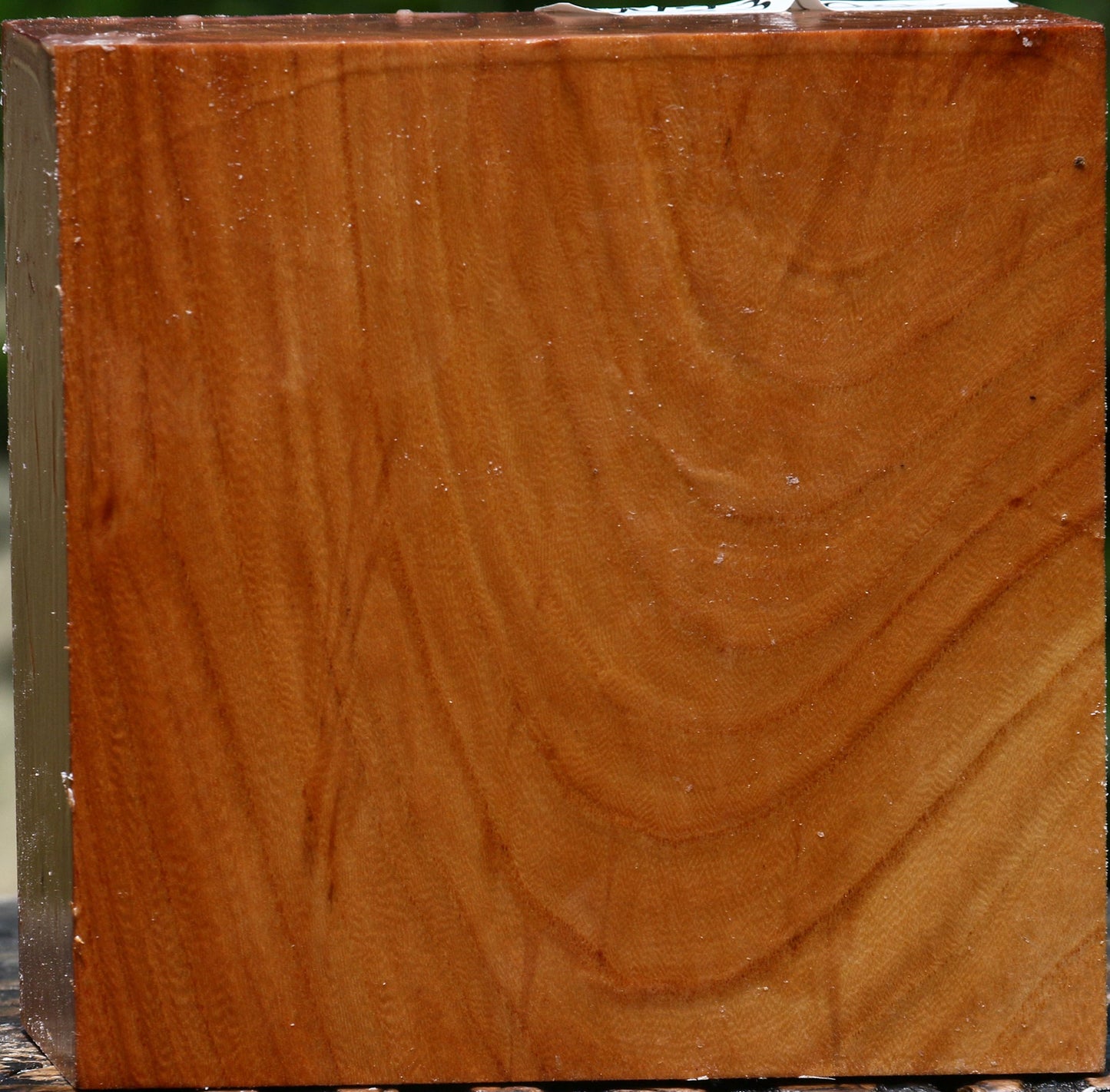 Figured Chinese Elm Bowl Blank