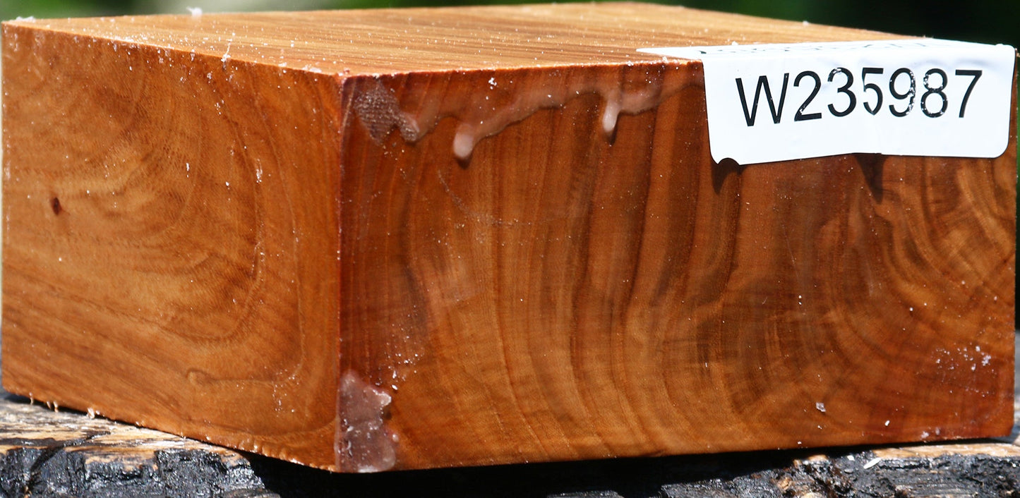 Figured Chinese Elm Bowl Blank