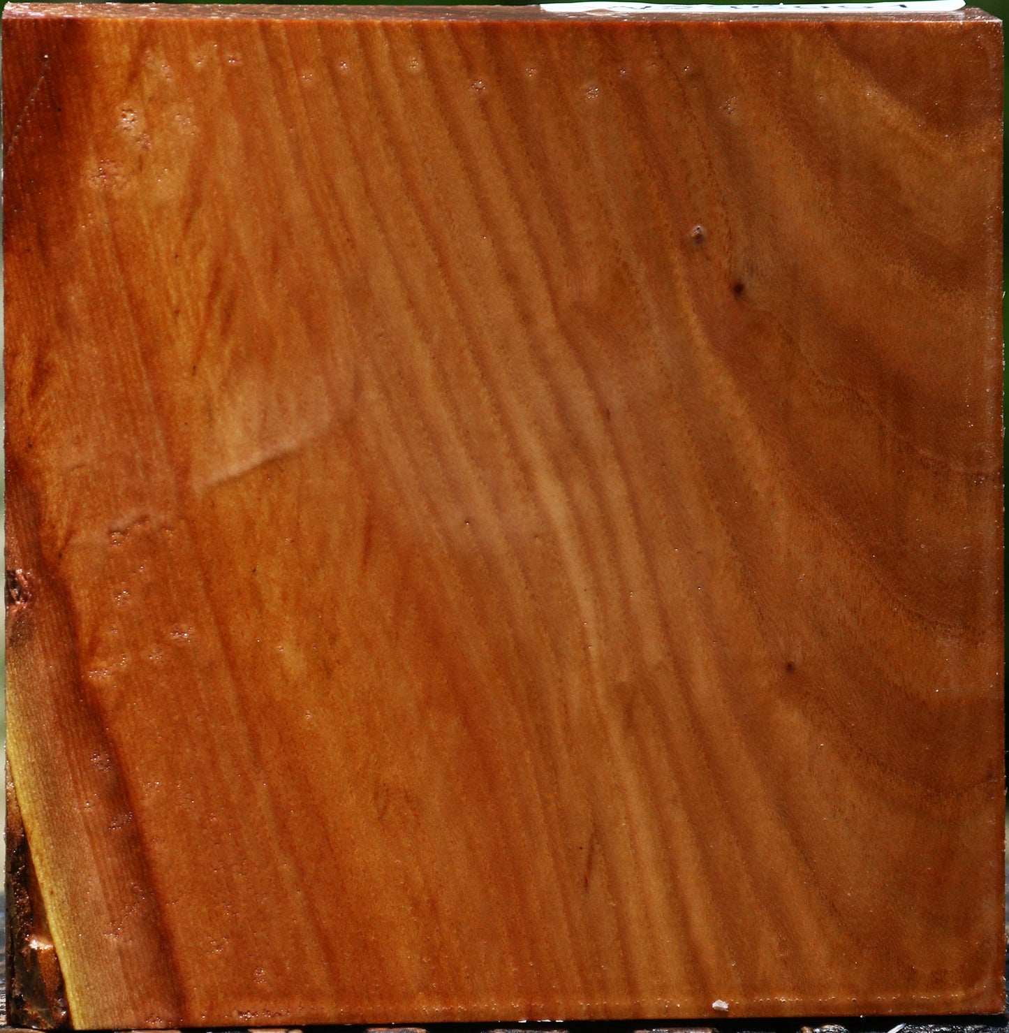 Chinese Elm Bowl Blank