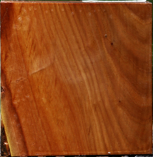 Chinese Elm Bowl Blank