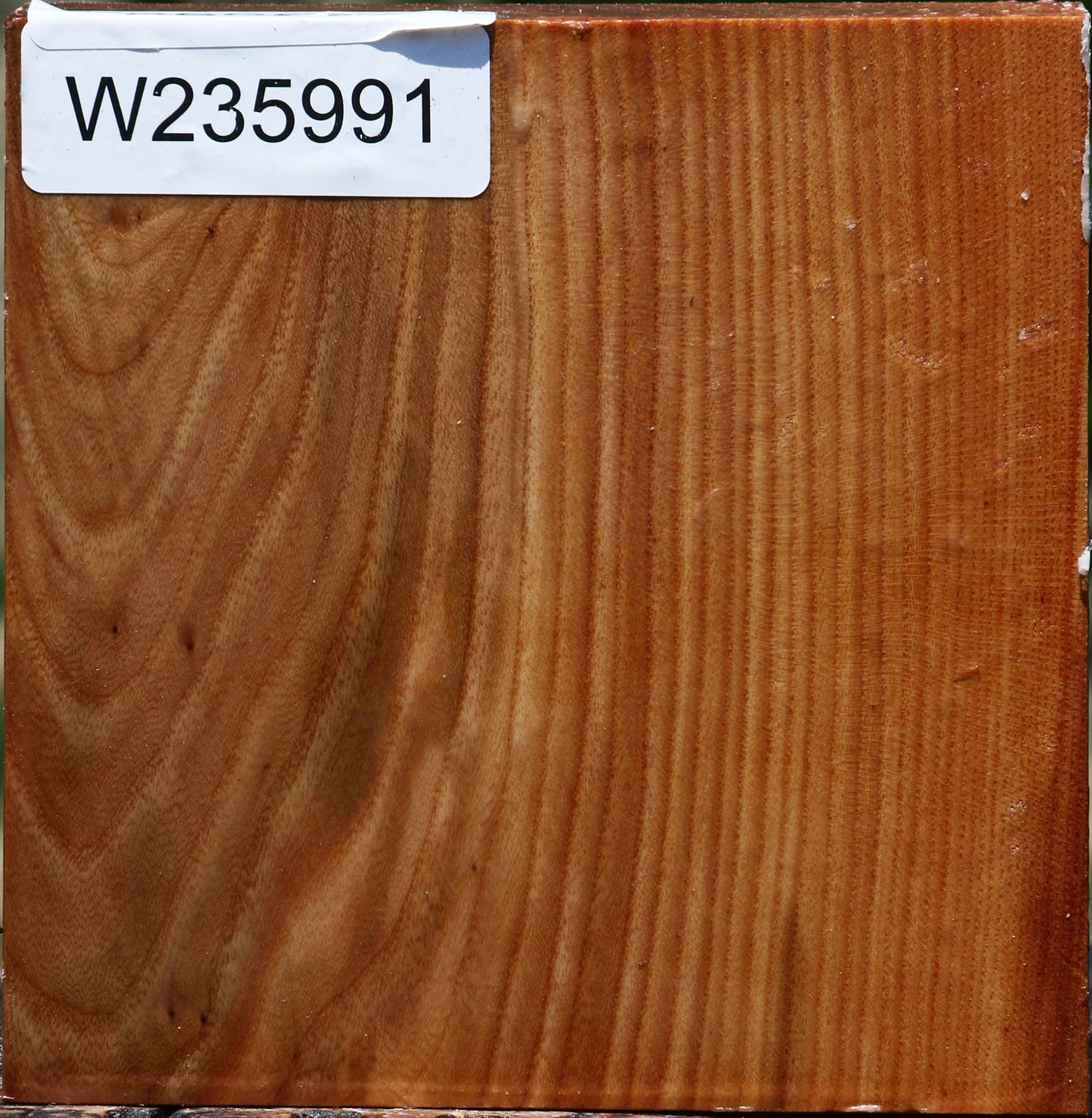 Chinese Elm Bowl Blank