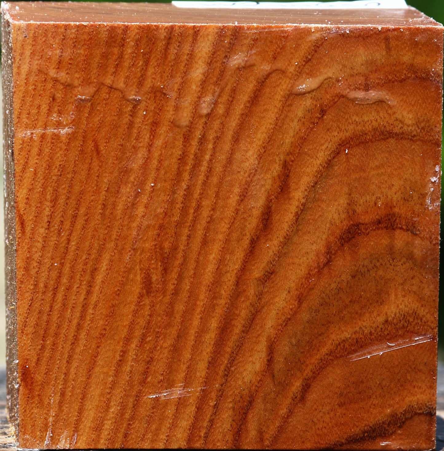 Chinese Elm Bowl Blank