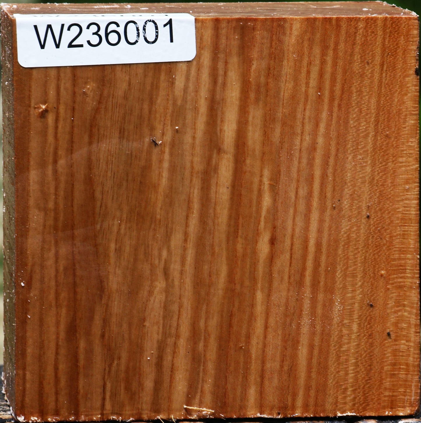 Chinese Elm Bowl Blank