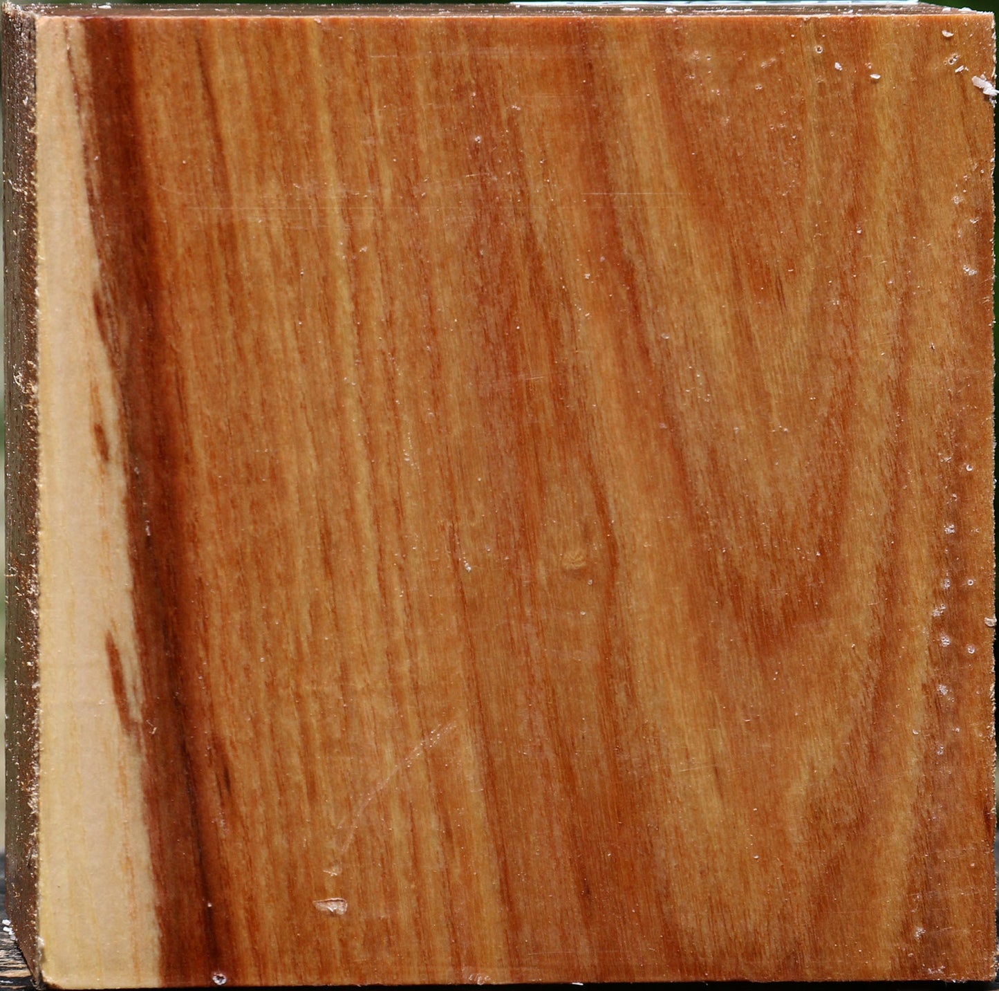 Chinese Elm Bowl Blank