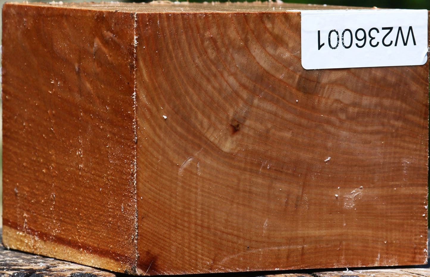 Chinese Elm Bowl Blank