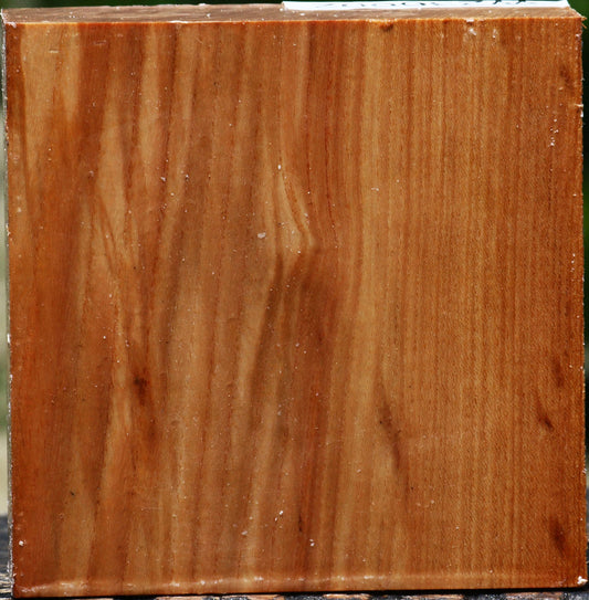 Chinese Elm Bowl Blank