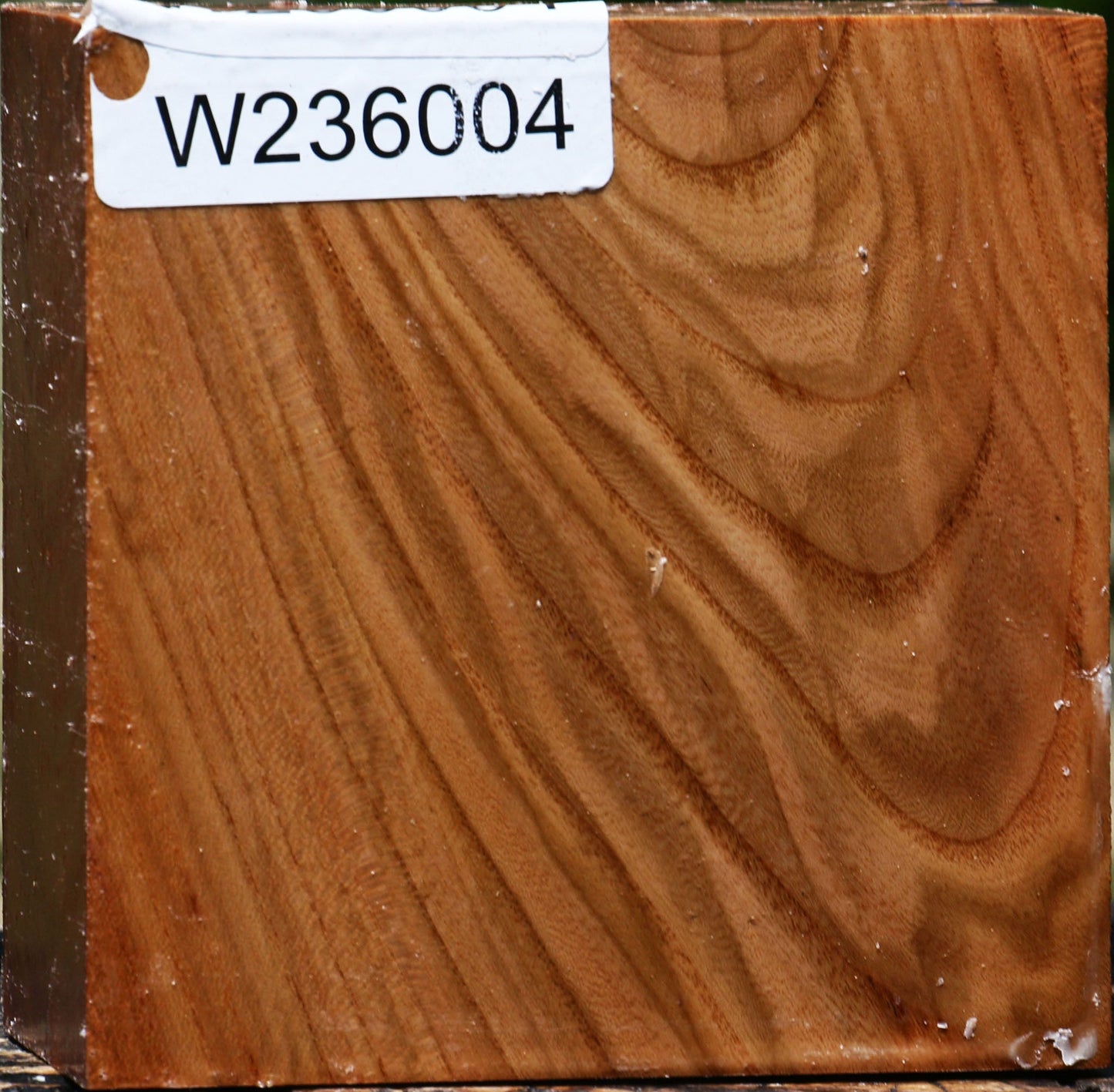 Figured Chinese Elm Bowl Blank