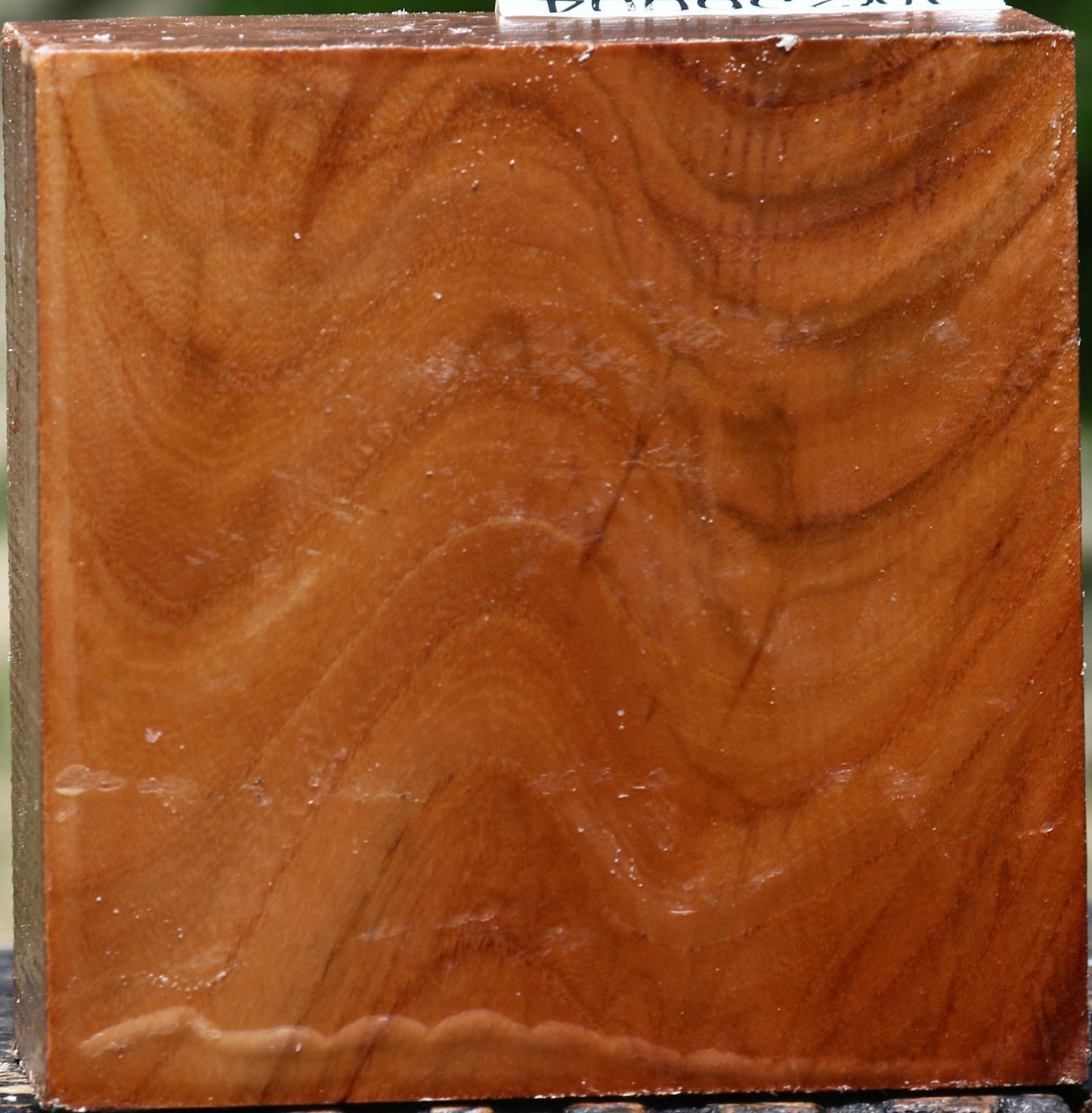 Figured Chinese Elm Bowl Blank