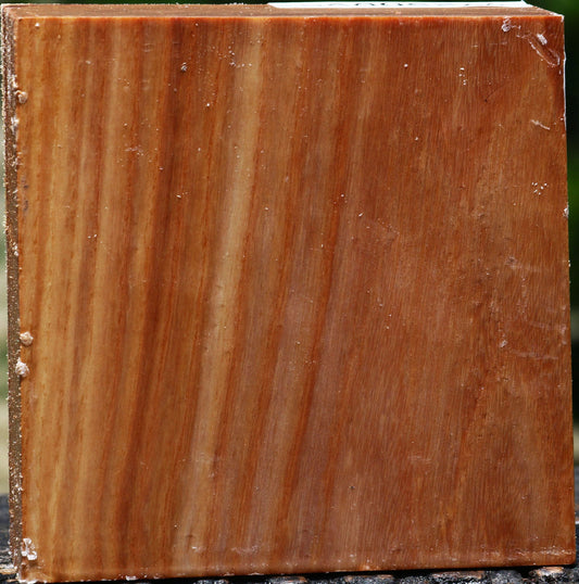 Chinese Elm Bowl Blank