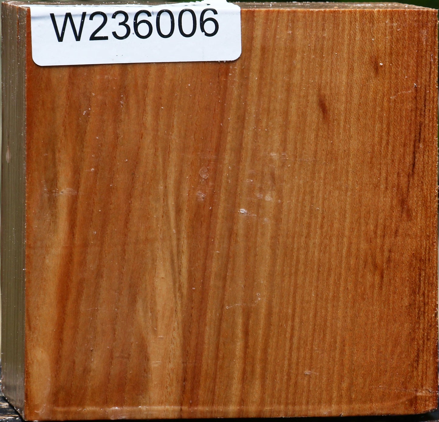 Chinese Elm Bowl Blank