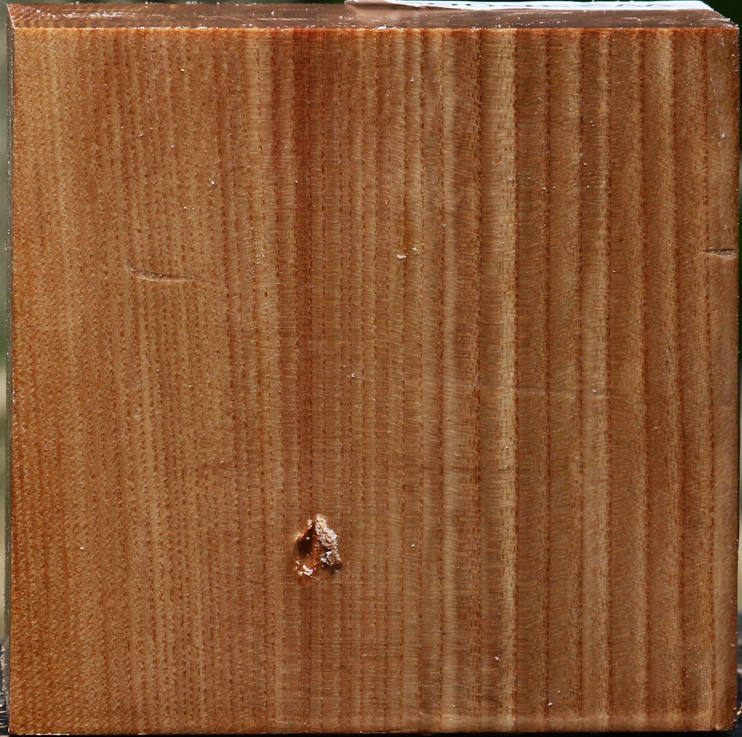 Chinese Elm Bowl Blank