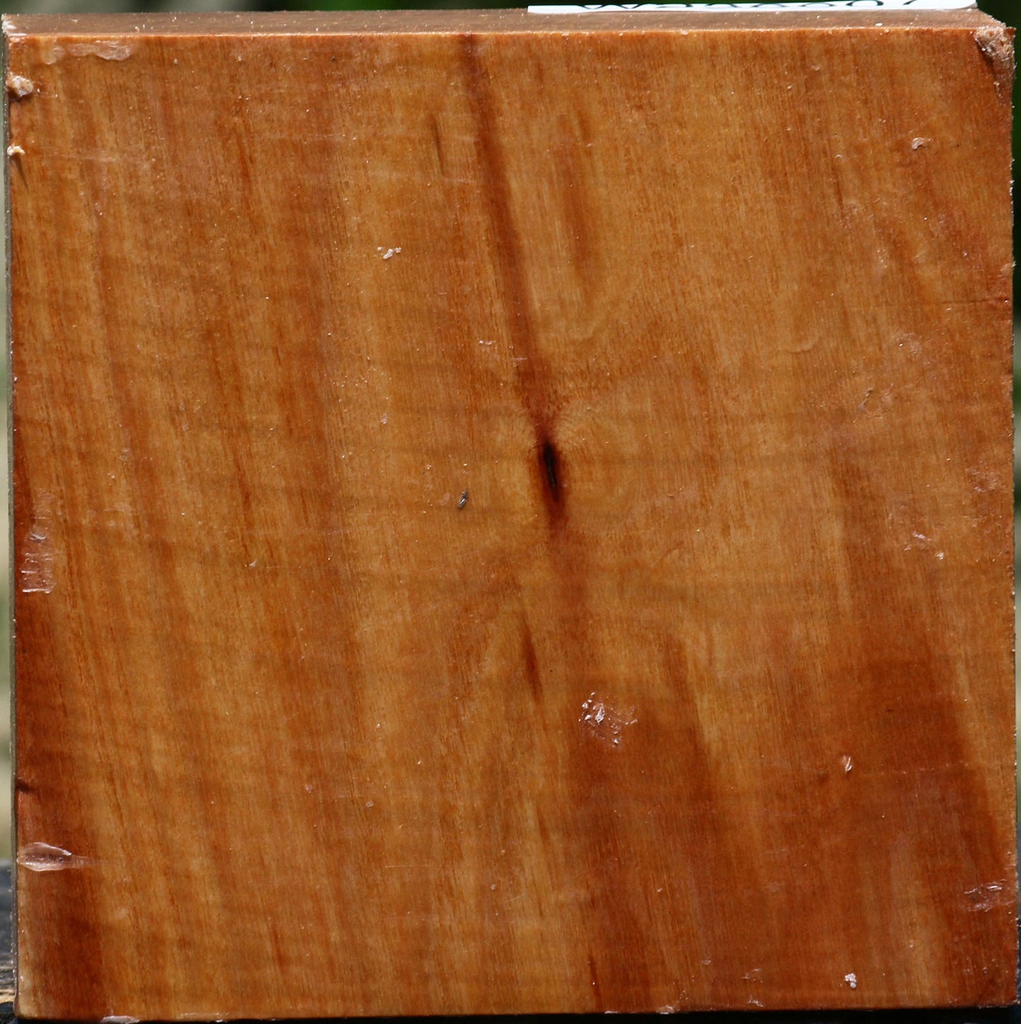 Chinese Elm Bowl Blank