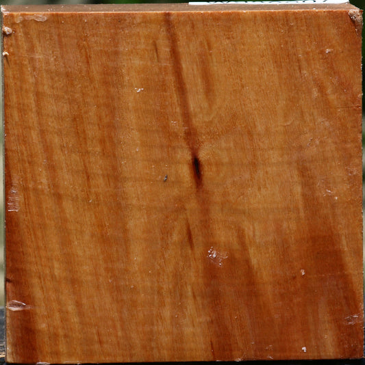 Chinese Elm Bowl Blank