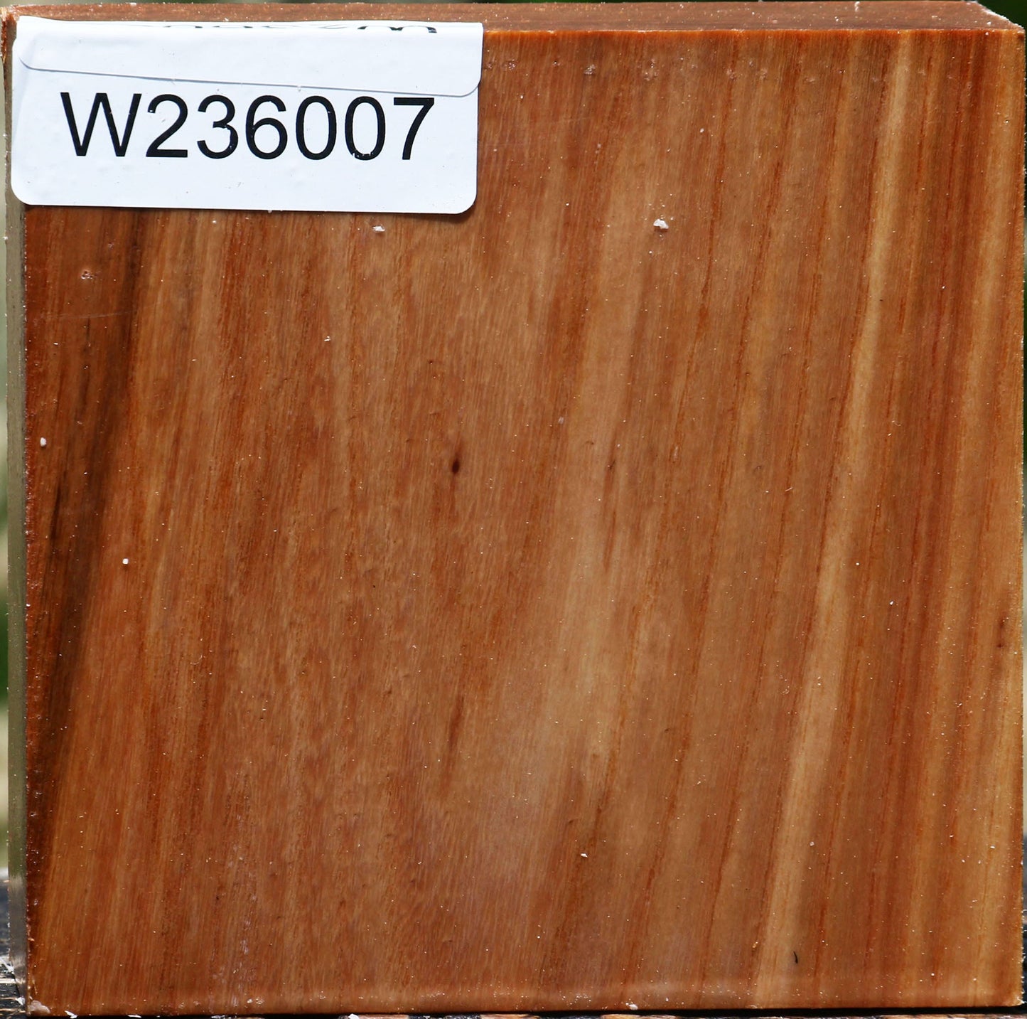 Chinese Elm Bowl Blank