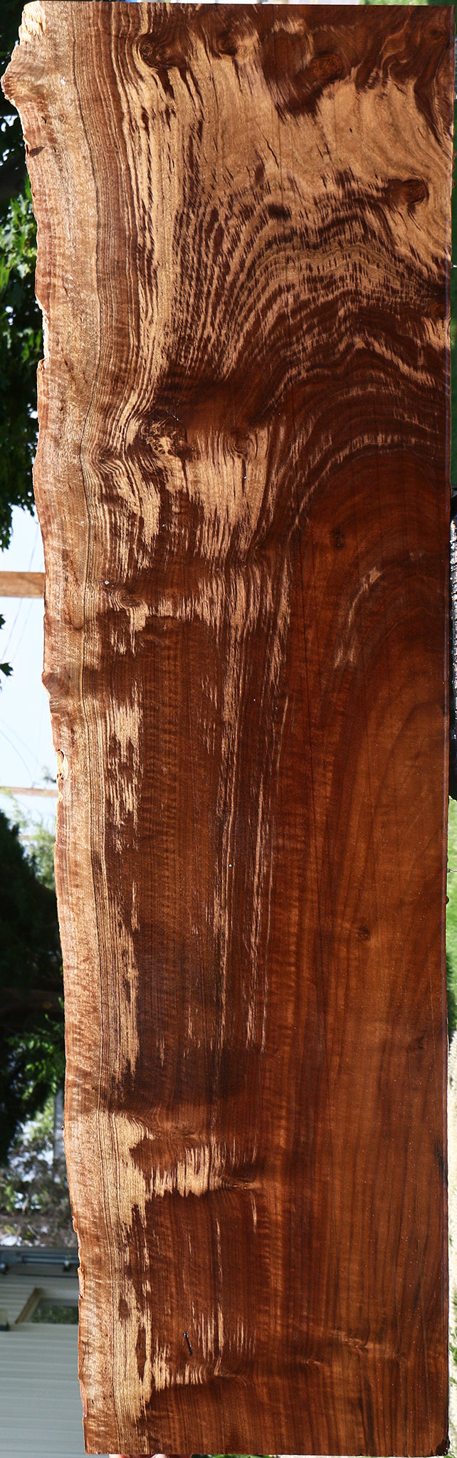 Extra Fancy Claro Walnut Live Edge Slab (Free Shipping Excluded)