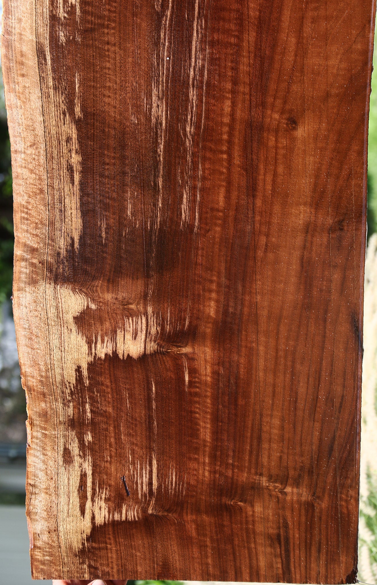 Extra Fancy Claro Walnut Live Edge Slab (Free Shipping Excluded)