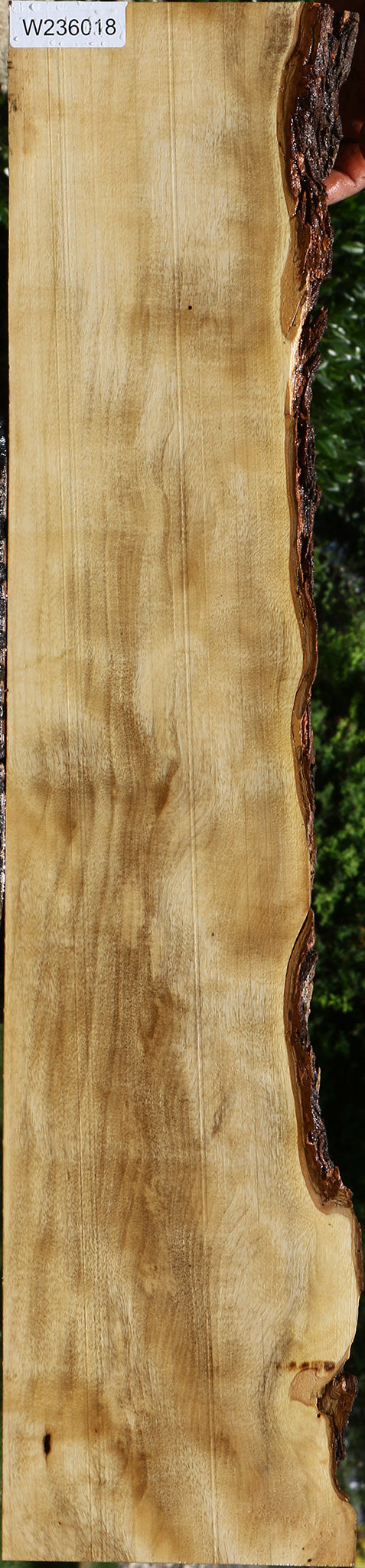 Figured Hackberry Live Edge Lumber