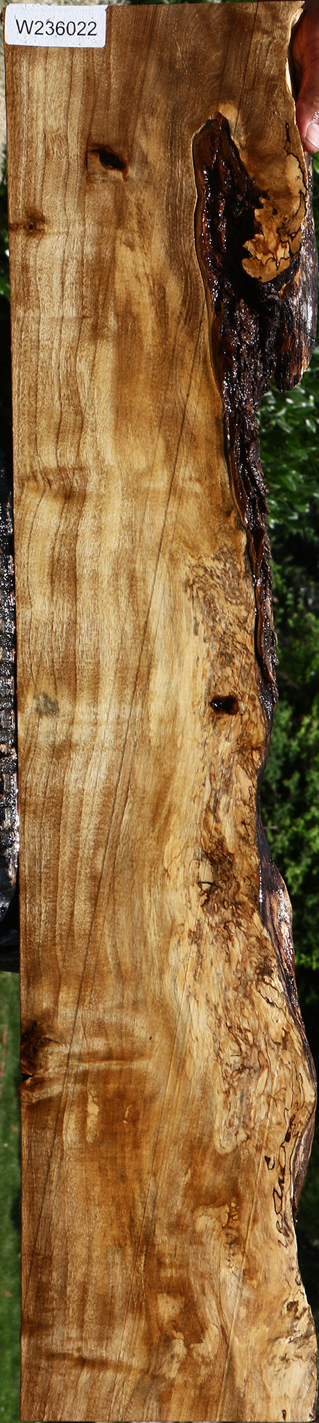 Extra Fancy Hackberry Live Edge Lumber