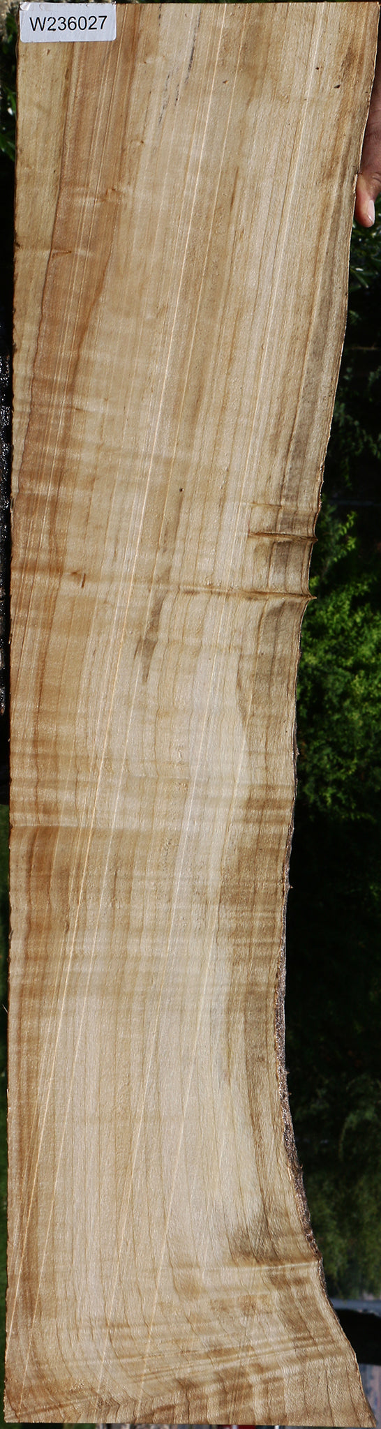 Figured Black Cottonwood Live Edge Mini Slab