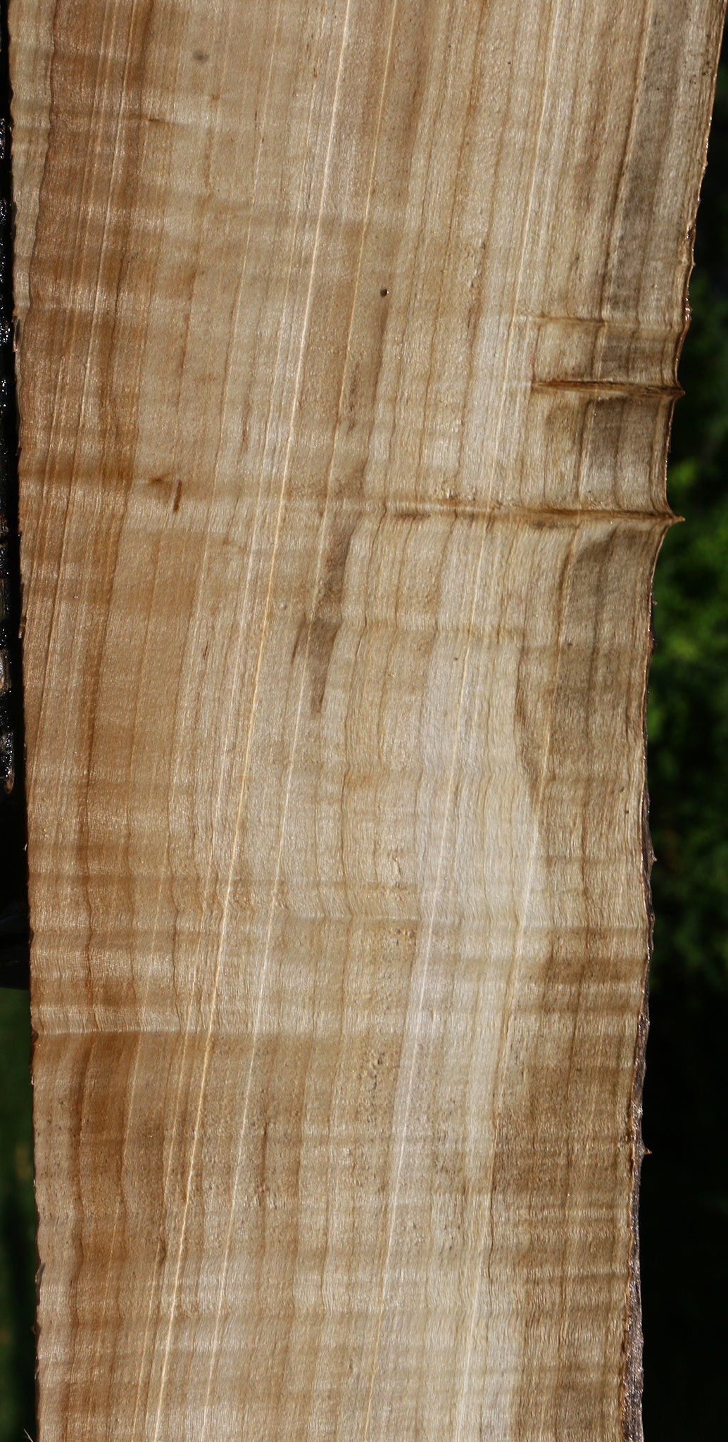 Figured Black Cottonwood Live Edge Mini Slab