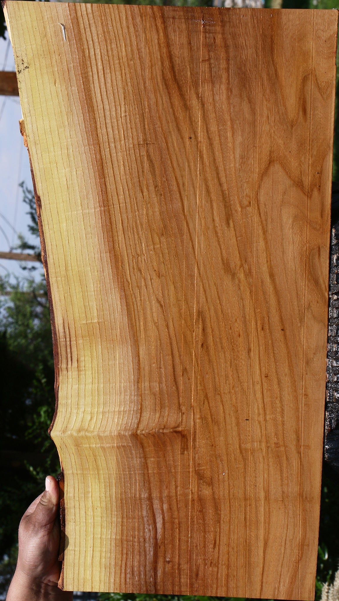 Chinese Elm Live Edge Lumber