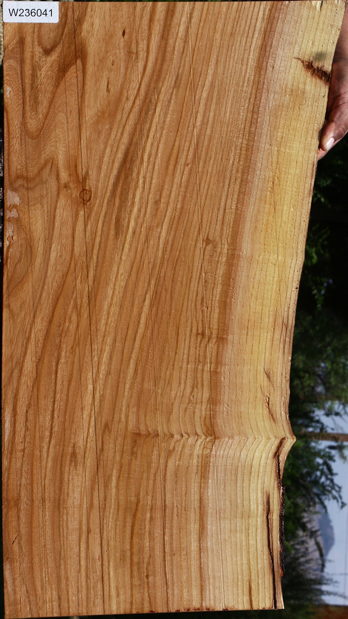 Chinese Elm Live Edge Lumber