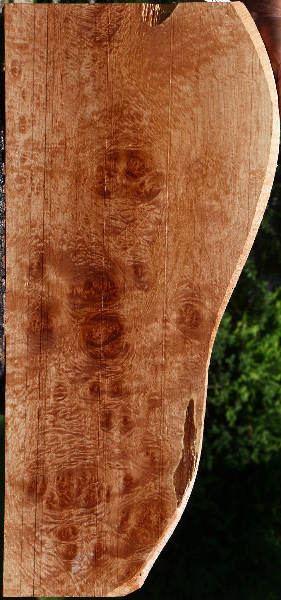 Maple Burl Lumber – Cook Woods