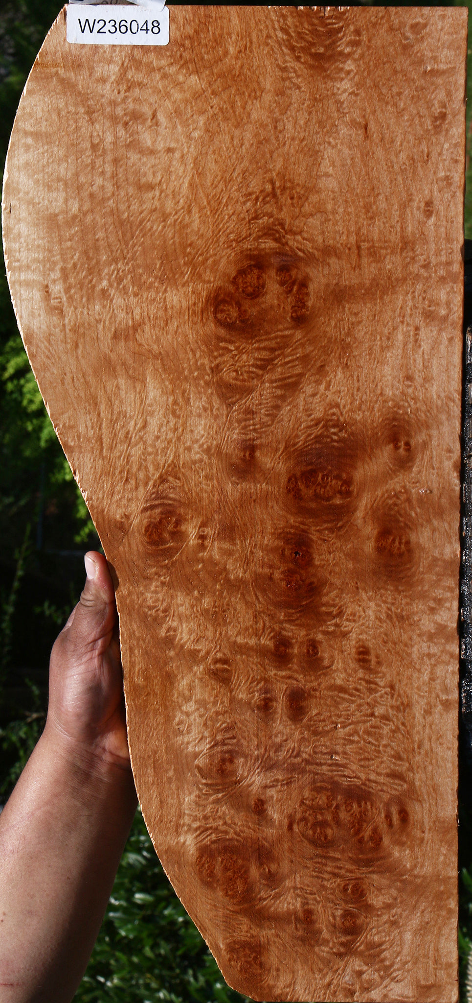 Maple Burl Lumber
