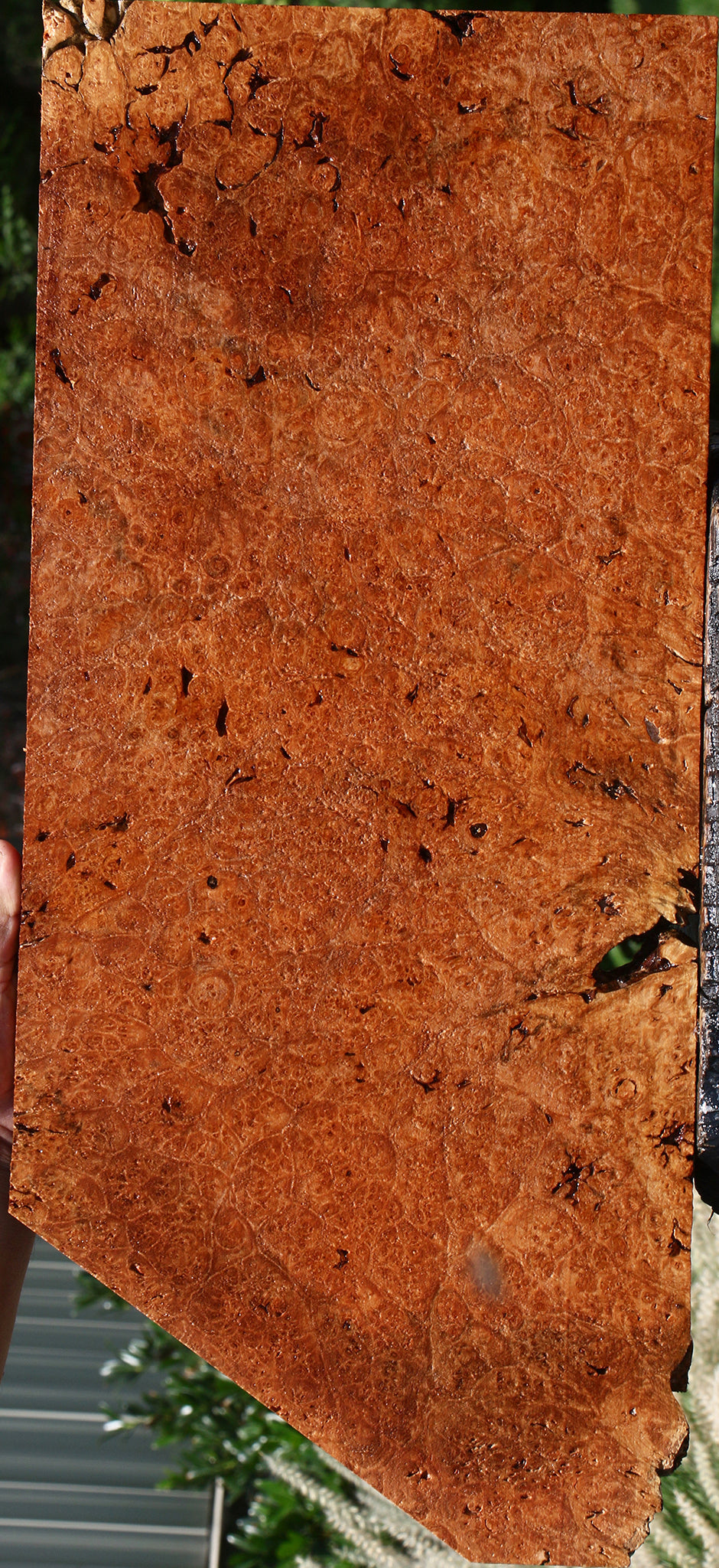 Rustic Maple Burl Lumber