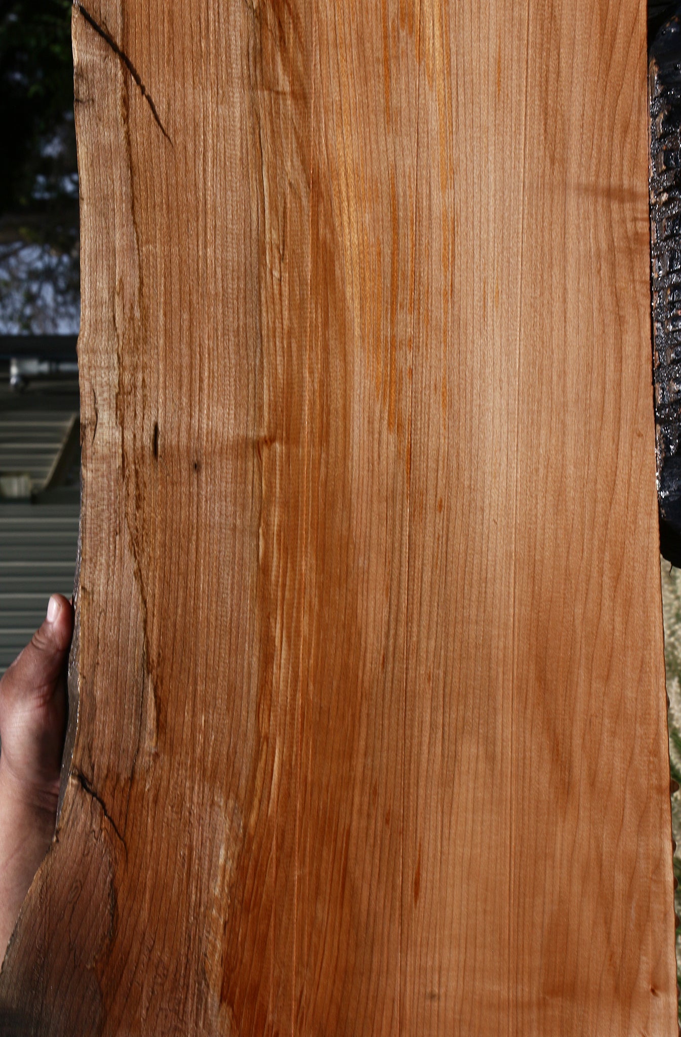Maple Live Edge Mini Slab