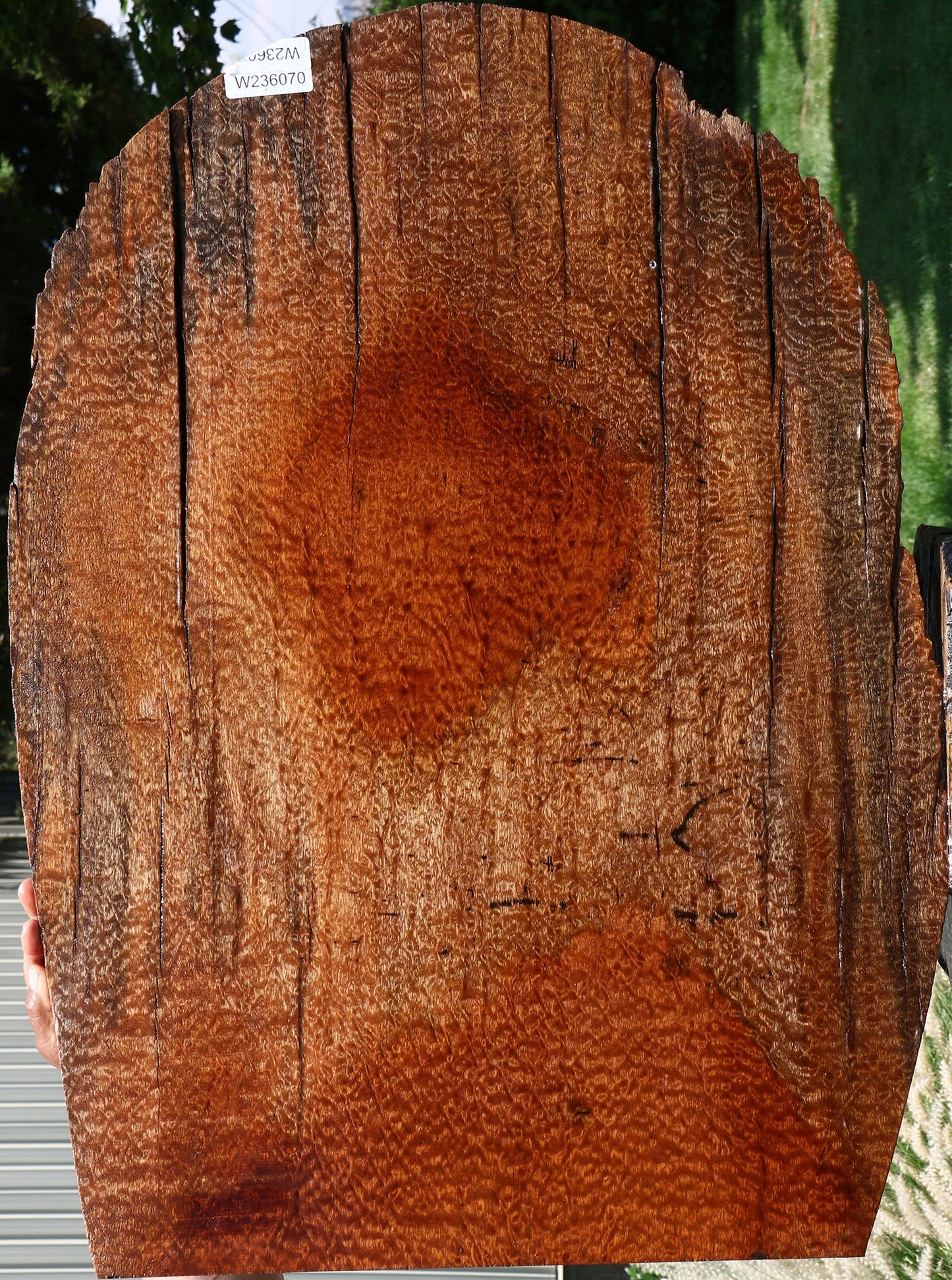 Rustic Pomelle Sapele Live Edge Mini Slab