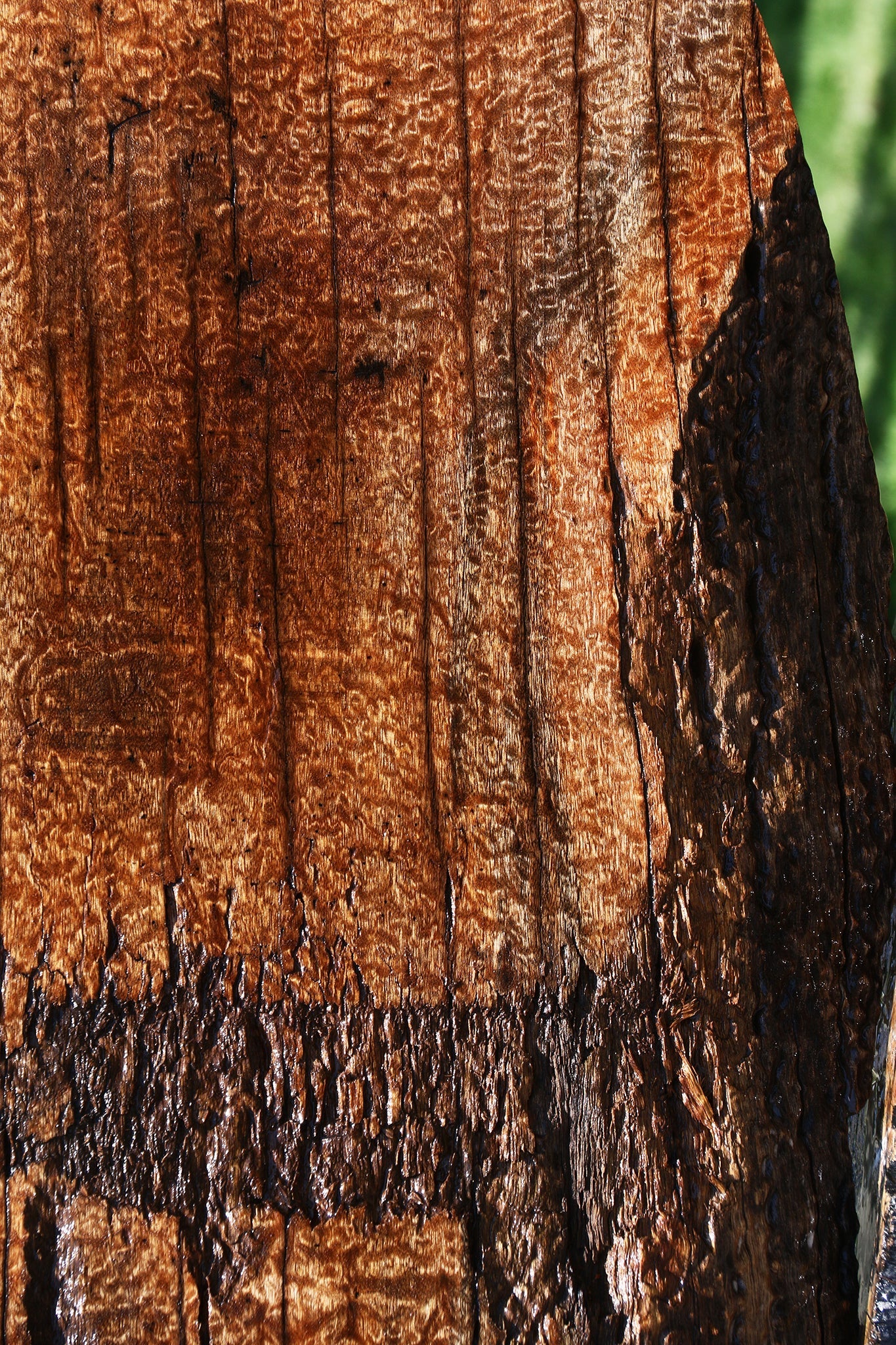 Rustic Pomelle Sapele Live Edge Mini Slab