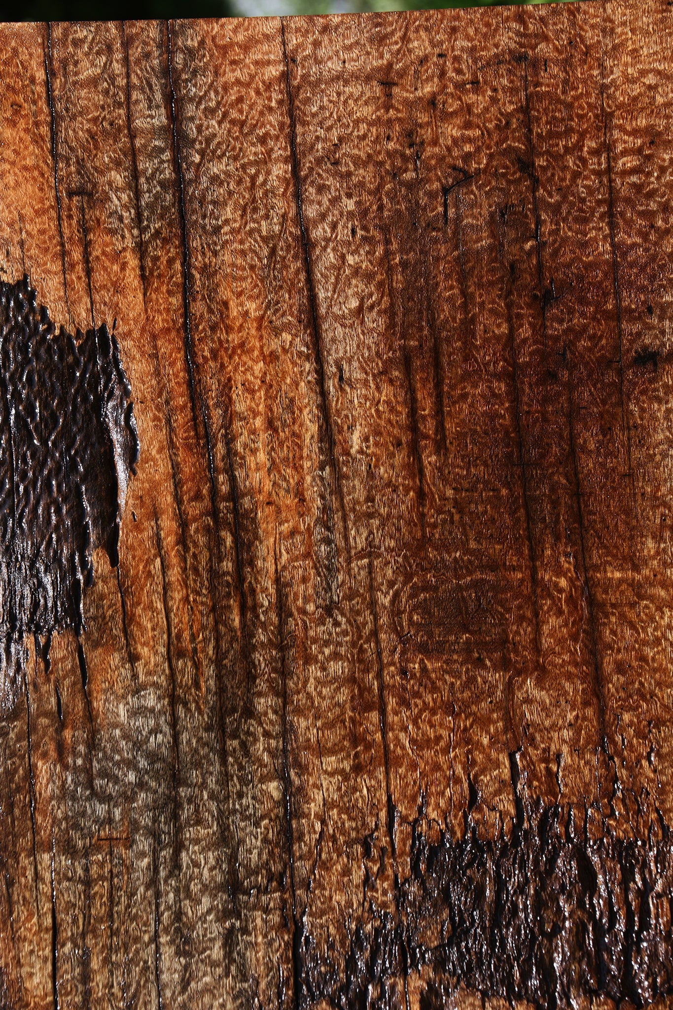 Rustic Pomelle Sapele Live Edge Mini Slab