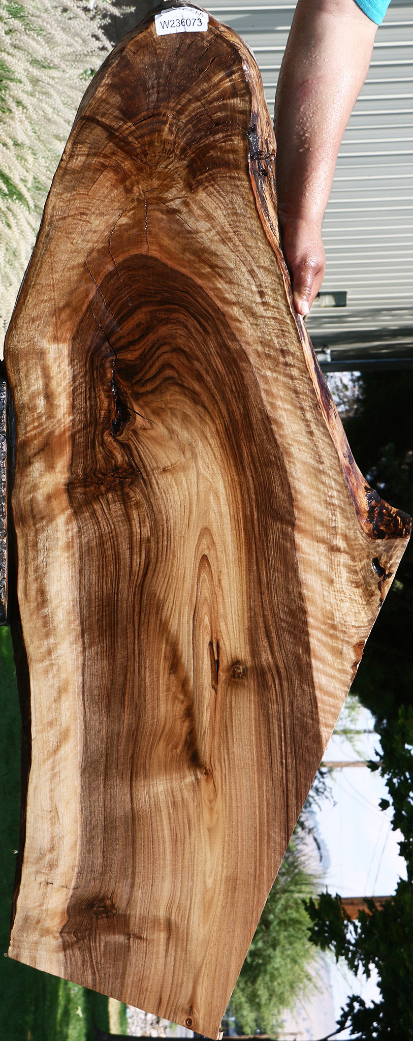 Extra Fancy English Walnut Live Edge Slab (Free Shipping Excluded)