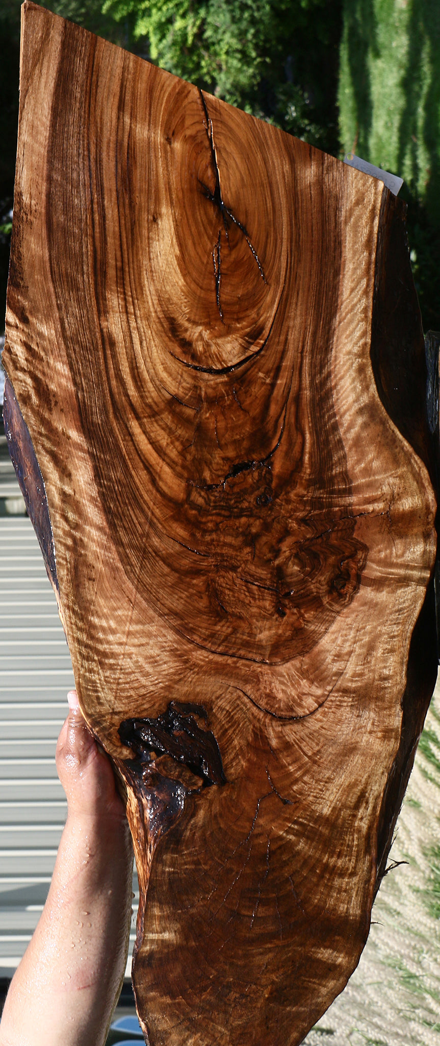 Extra Fancy Rustic English Walnut Live Edge Mini Slab