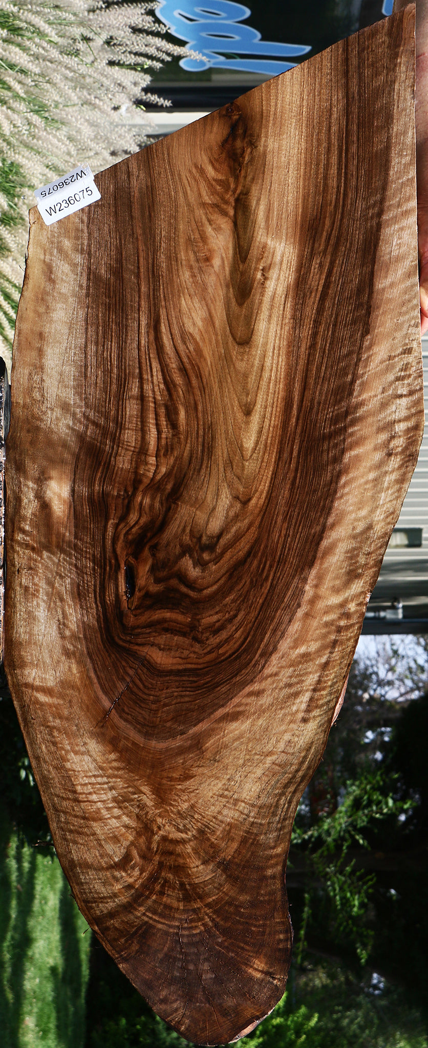 Extra Fancy Rustic English Walnut Live Edge Mini Slab