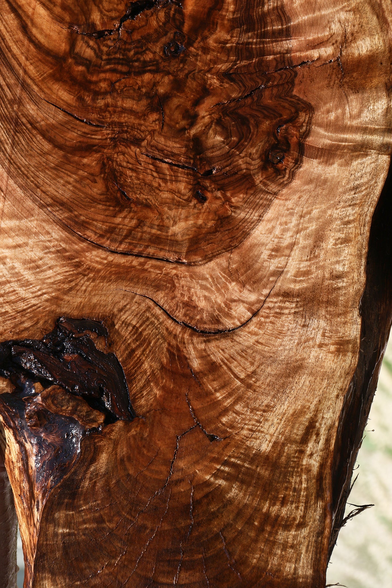 Extra Fancy Rustic English Walnut Live Edge Mini Slab